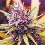 Close-up of a cannabis flower with vibrant green and purple hues