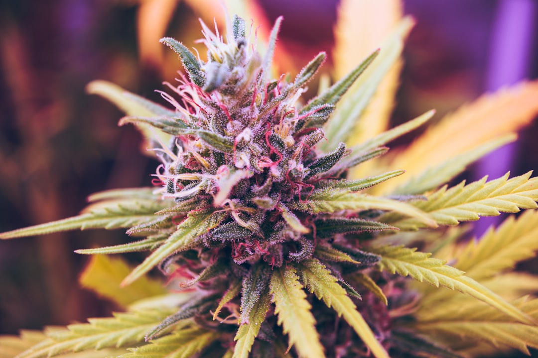 Close-up of a cannabis flower with vibrant green and purple hues